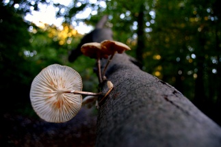 Herbstwald